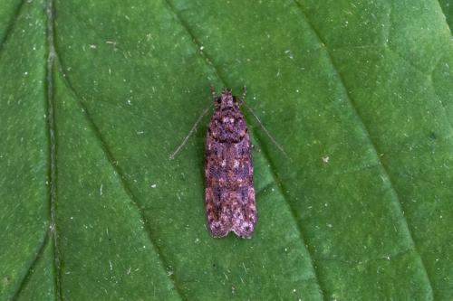 Réf. 204 350 : Teleiopsis diffinis